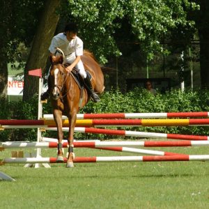 sports-madrid-horse